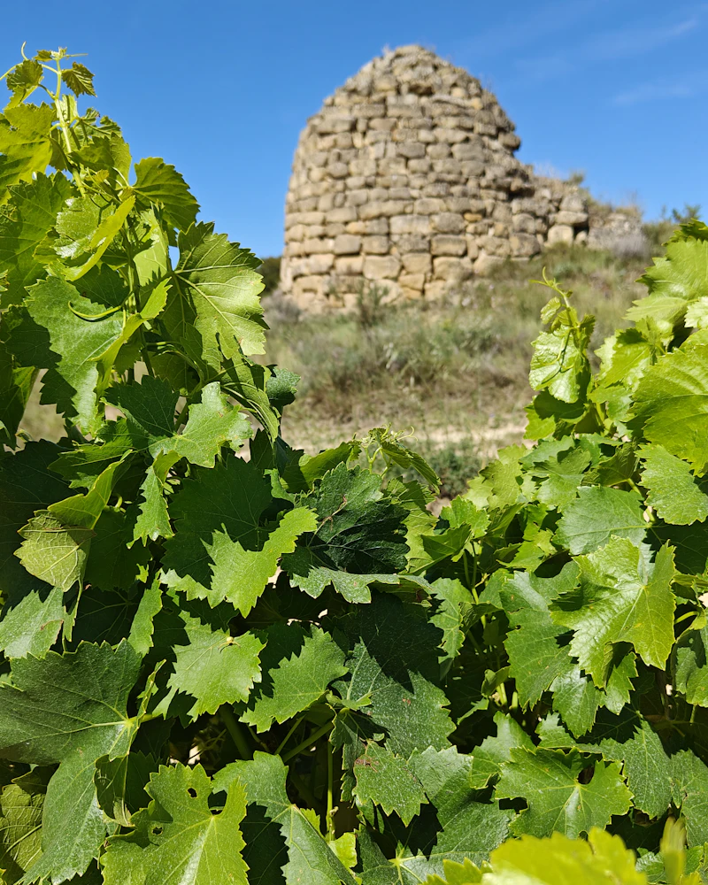 Copa de vino en una bodega de la Serranía de Ronda durante un viaje de incentivo